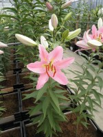 [1766 LeReve EVR No02.JPG]